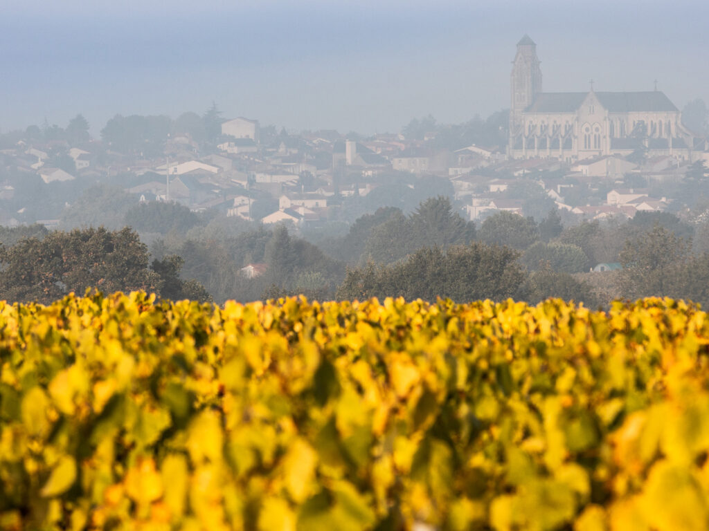 Vignes Vallet Domaine du Moulin Camus