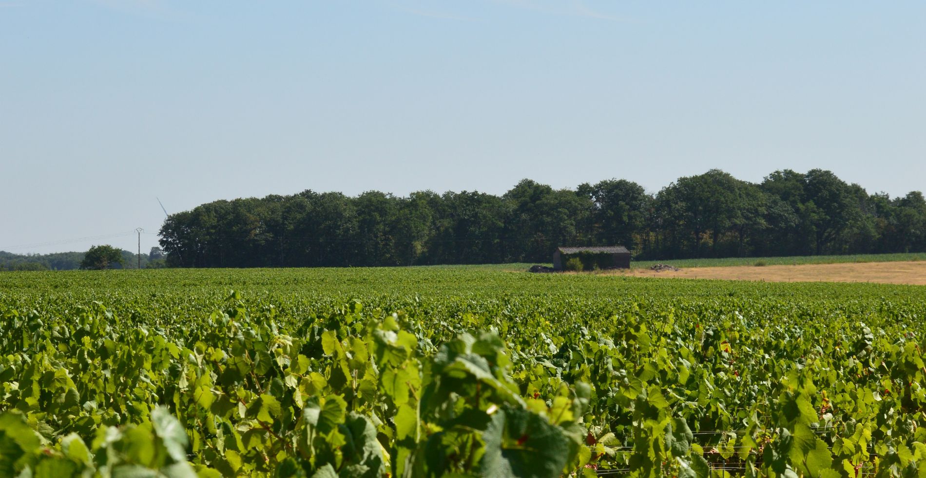 Pruning and soil preparation: the vineyard is getting ready for the harvest at Domaine Moulin Camus