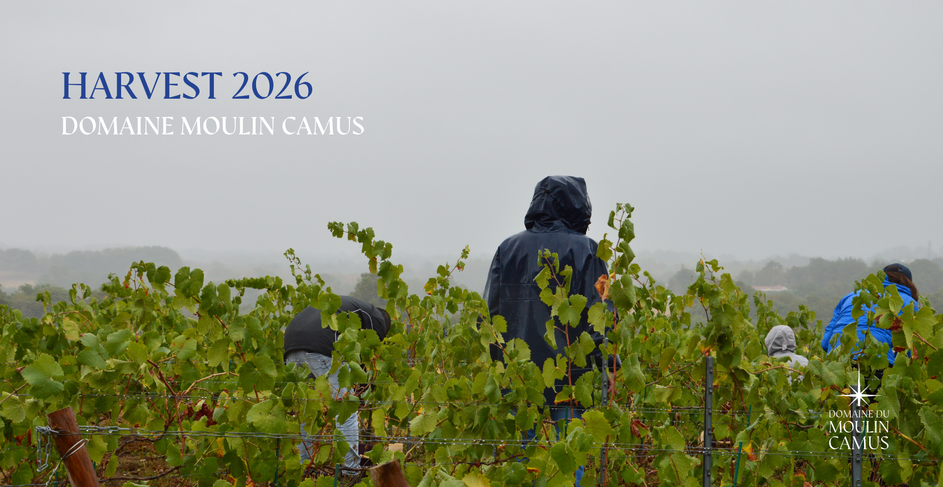 2026 harvest report: Domaine Moulin Camus