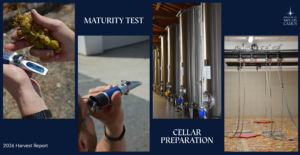 Pre-Harvest: Preparing the Vineyard and Cellar