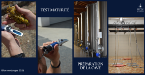 Avant les vendanges : la préparation du vignoble et de la cave
