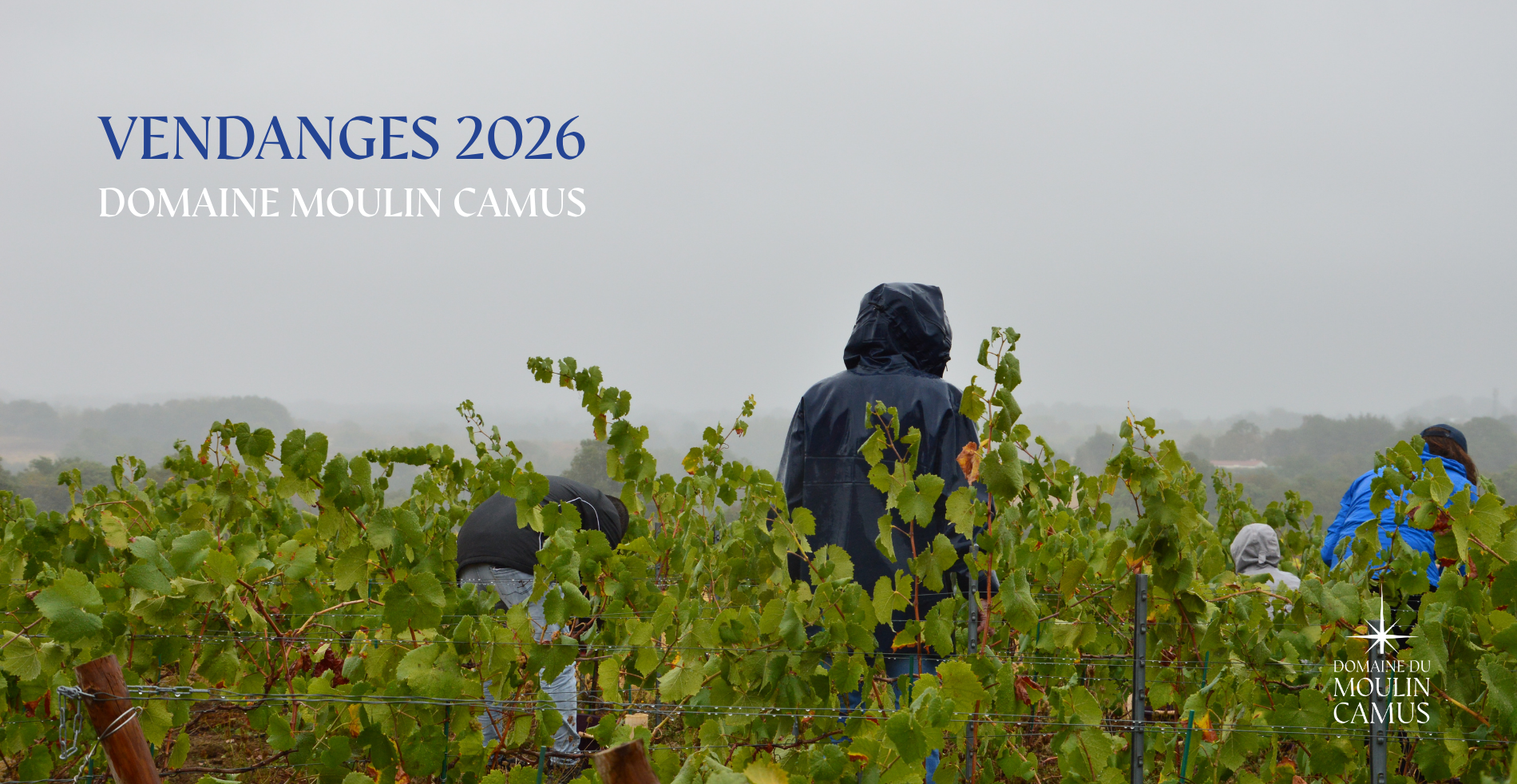 Bilan vendanges 2026 Domaine Moulin Camus