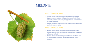 CEPAGE MELON DE BOURGOGNE DOMAINE MOULIN CAMUS